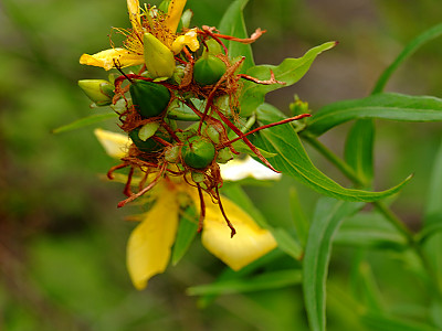 물레나물 사진 - Hypericum ascyron Photos