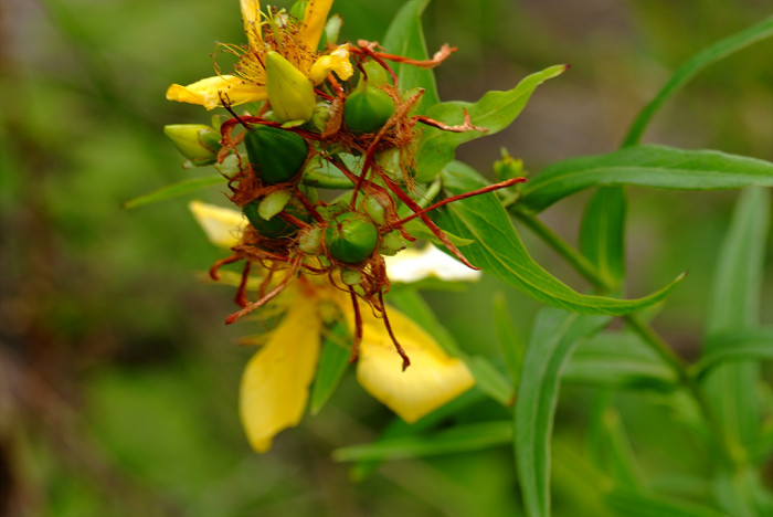 물레나물 - Hypericum ascyron