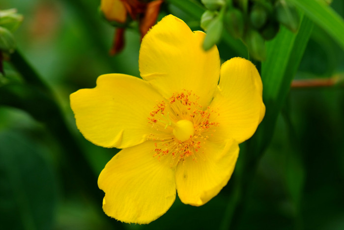 금사매 - Hypericum patulum