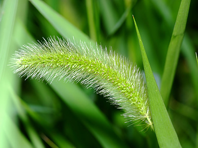 강아지풀 사진 - Setaria viridis (L.) P. Beauv. Photos