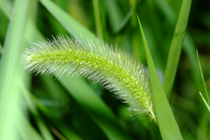 강아지풀 - Setaria viridis (L.) P. Beauv.