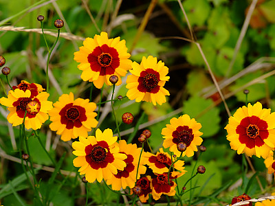 기생초 사진 - Coreopsis tinctoria Photos
