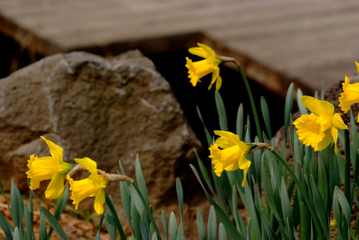 수선화 - daffodil, Narcissus tazetta var. chinensis