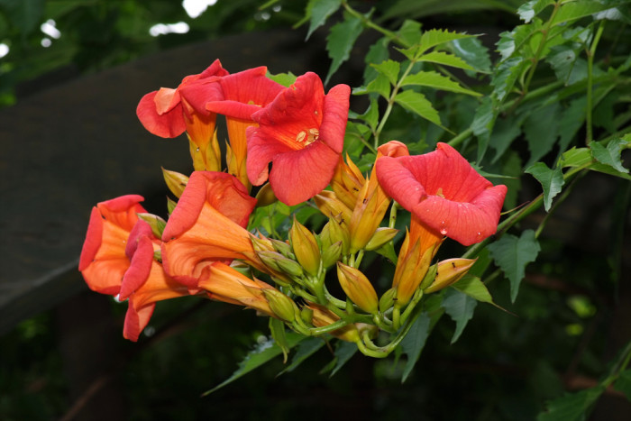 미국능소화 - Trumpet vine, Campsis radicans