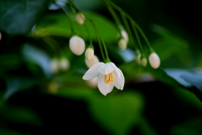 때죽나무 - Styrax japonica