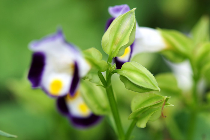 토레니아 - Torenia fournieri