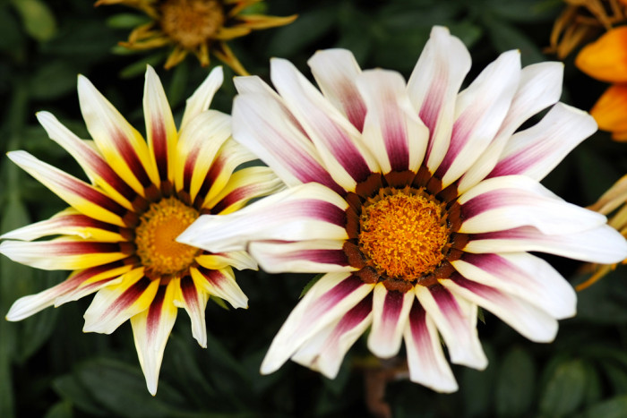 가자니아 - Gazania, Gazania rigens (L.) Gaertn.