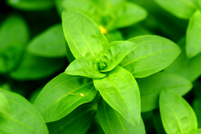 사포나리아 - Soapwort, Saponaia vaccaria