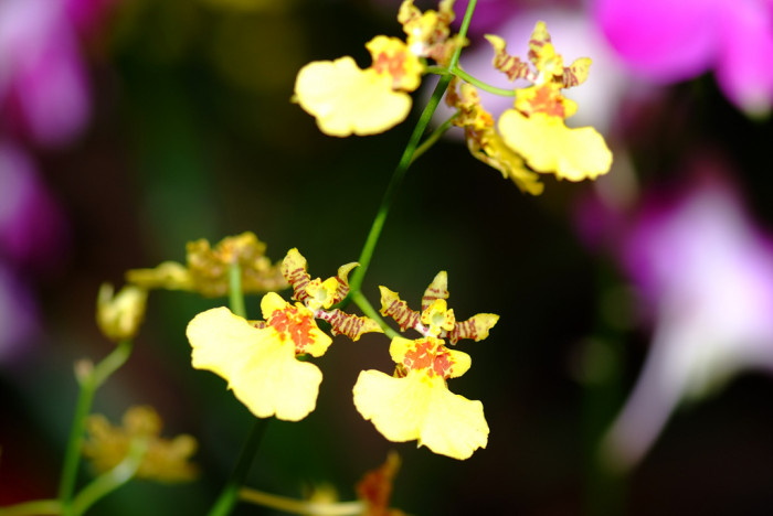 온시디움 - Dancing ladies, Dancing dolls, Oncidium spp.