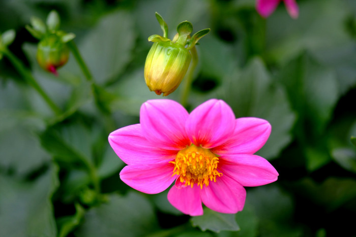 다알리아 - YELLOw BAIRD, Dahlia pinnata Cav.