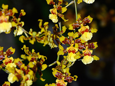 온시디움 사진 - Oncidium spp. Photos