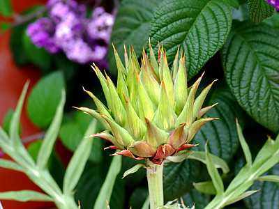 아티초크 사진 - Cynara cardunculus var. scolymus Photos