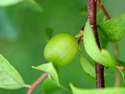 매화 사진 - Prunus mume Photos