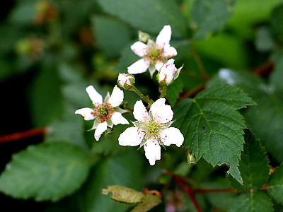 복분자딸기 사진 - Rubus coreanus Photos