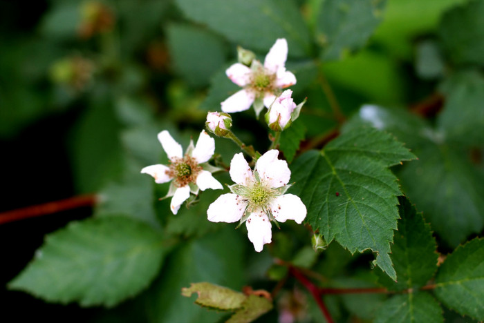 복분자딸기 - Rubus coreanus