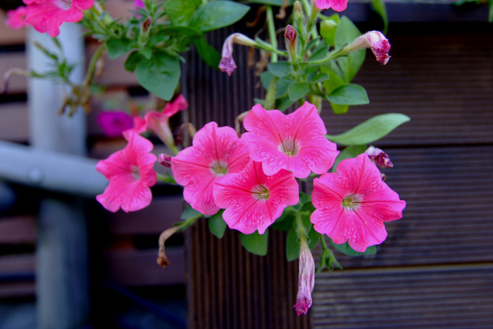 페튜니아 - Common Garden Petunia, Petunia hybrida