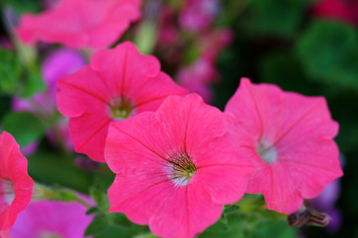 페튜니아 - Common Garden Petunia, Petunia hybrida