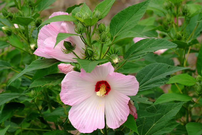 부용 - Hibiscus mutabilis