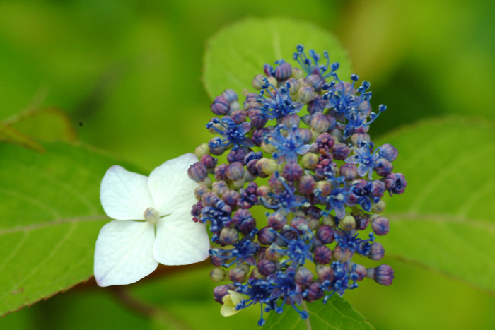 산수국 - Hydrangea serrata for. acuminata