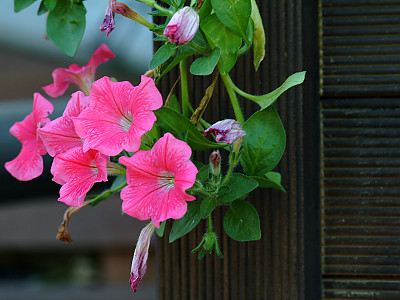 페튜니아 사진 - Petunia hybrida Photos