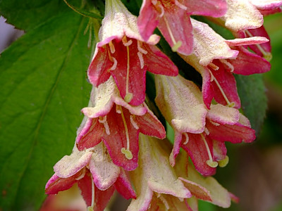병꽃나무 사진 - Weigela subsessilis Photos