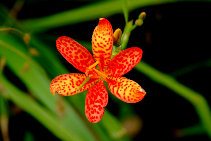 범부채 - Belamcanda chinensis