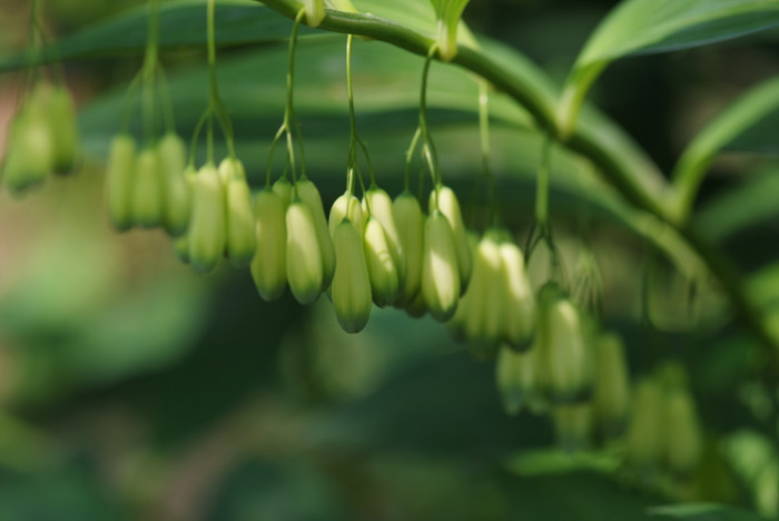 둥굴레 - ㅋㅋ, Polygonatum odoratum var.pluriflorum