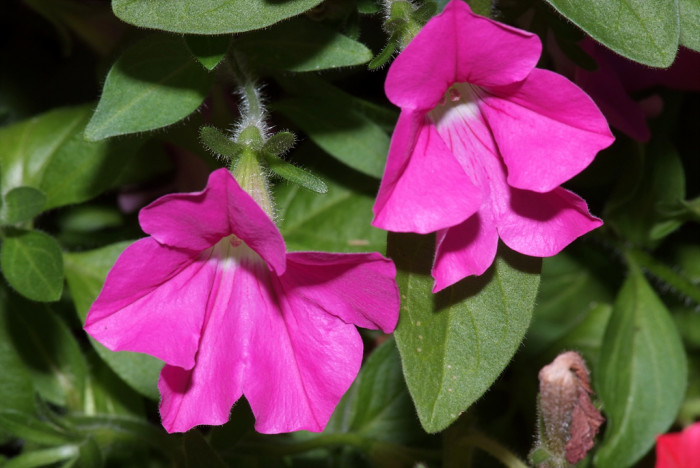 페튜니아 - Common Garden Petunia, Petunia hybrida