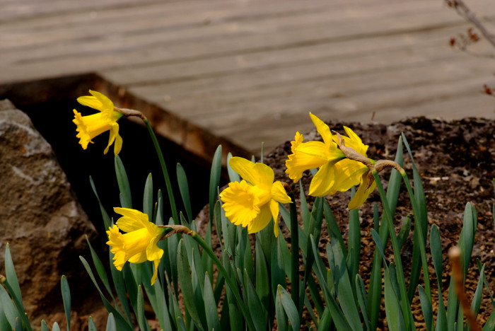 수선화 - daffodil, Narcissus tazetta var. chinensis