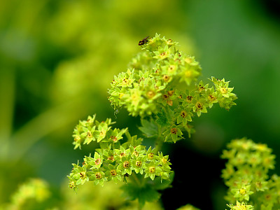 레이디스 맨틀 사진 - Alchemilla mollis Photos