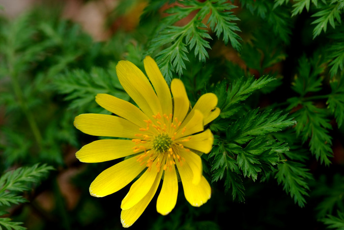 복수초 - Adonis amurensis
