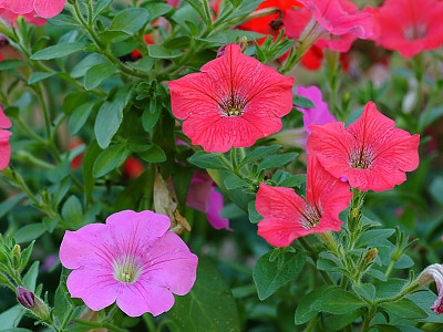 페튜니아 사진 - Petunia hybrida Photos