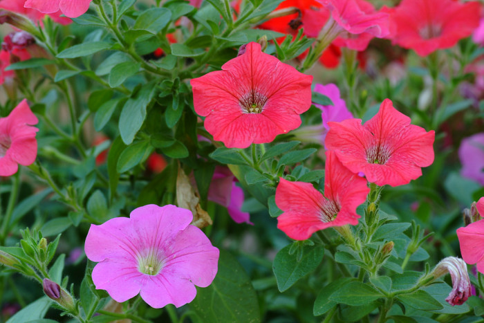 페튜니아 - Common Garden Petunia, Petunia hybrida