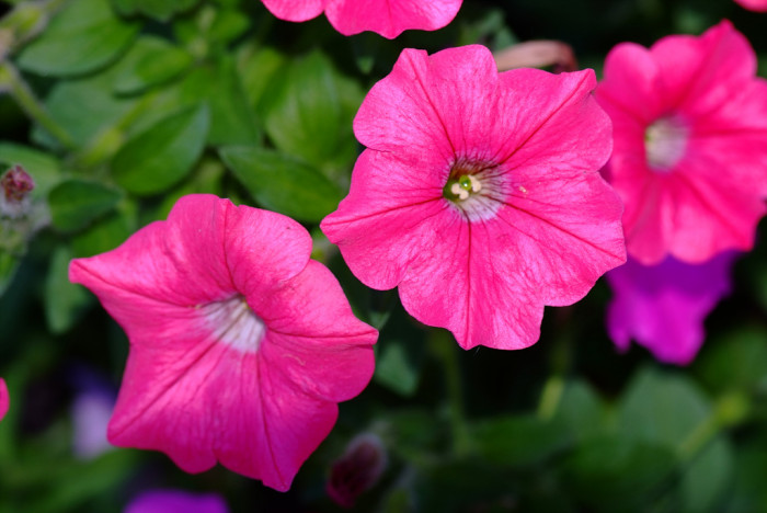 페튜니아 - Common Garden Petunia, Petunia hybrida