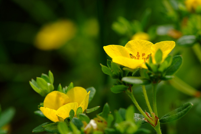 물싸리풀 - Potentilla bifurca var. glabrata Lehm.