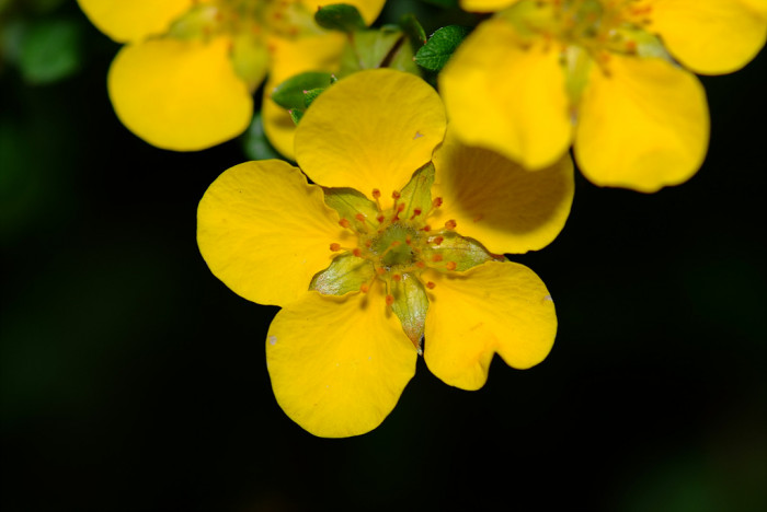물싸리풀 - Potentilla bifurca var. glabrata Lehm.