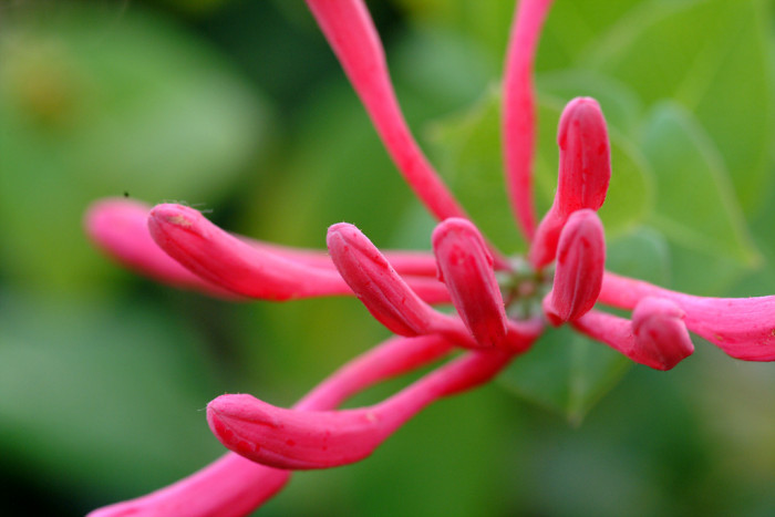 인동덩굴 - Lonicera japonica Thunb.