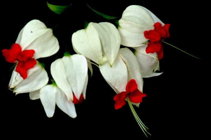 클레로덴드럼 톰소니에 - Bleeding-heart vine, Clerodendrum Thomsoniae