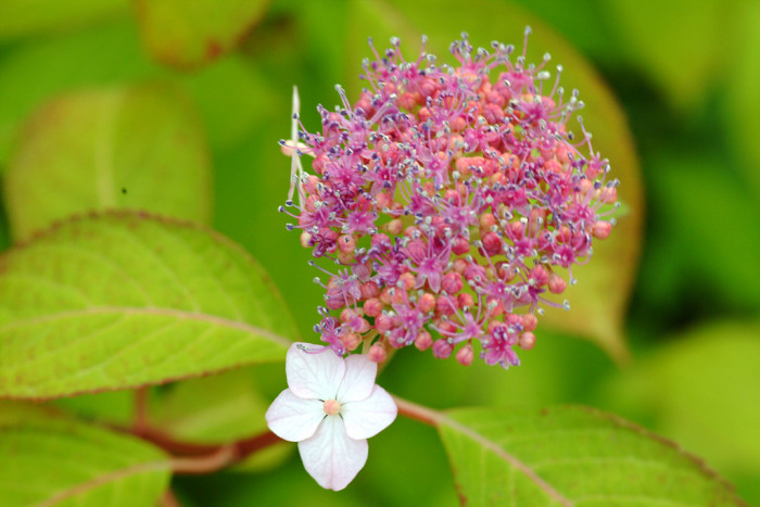 산수국 - Hydrangea serrata for. acuminata