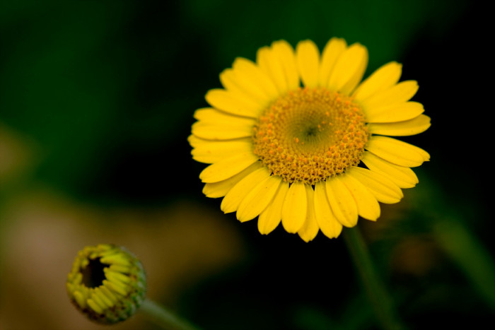 마가렛 - Chrysanthemum frutescens L.
