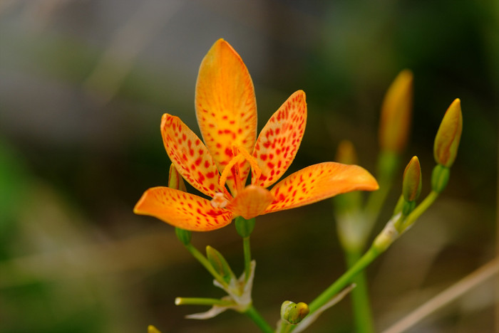 범부채 - Belamcanda chinensis