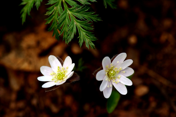 노루귀 - Hepatica asiatica Nakai, Hepatica asiatica