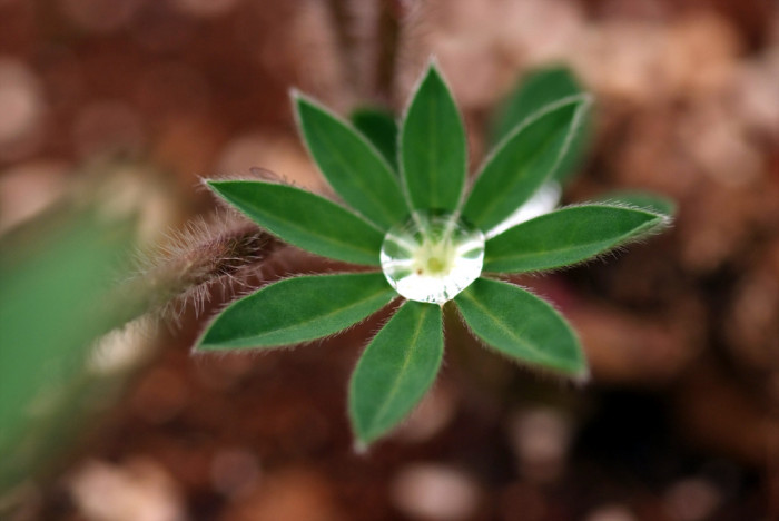 루피너스 - lupine, Lupinus spp