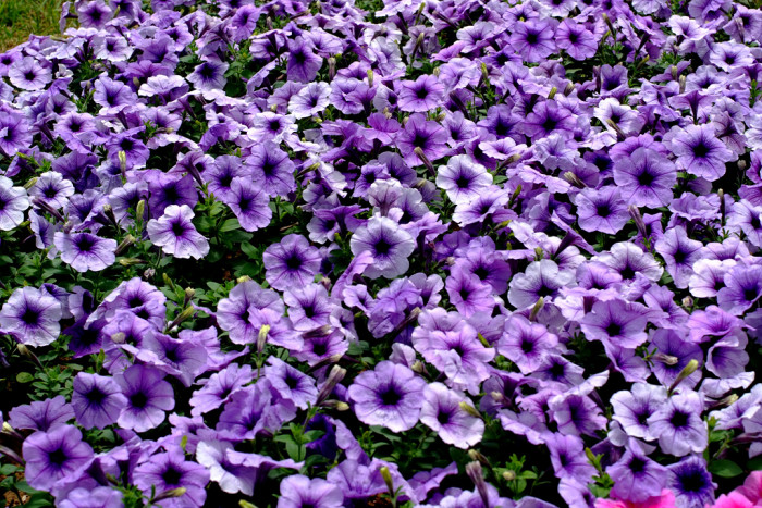 페튜니아 - Common Garden Petunia, Petunia hybrida