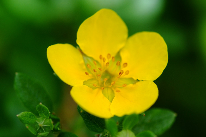 물싸리풀 - Potentilla bifurca var. glabrata Lehm.