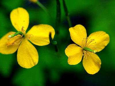 애기똥풀 사진 - Chelidonium majus L. var. asiaticum (H. Hara) Ohwi Photos
