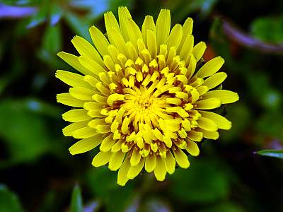 민들레 사진 - Taraxacum mongolicum Photos