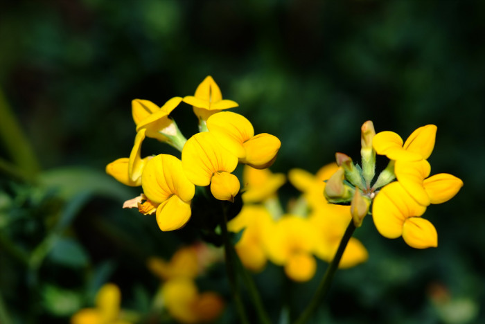 벌노랑이 - Lotus corniculatus var. japonicus