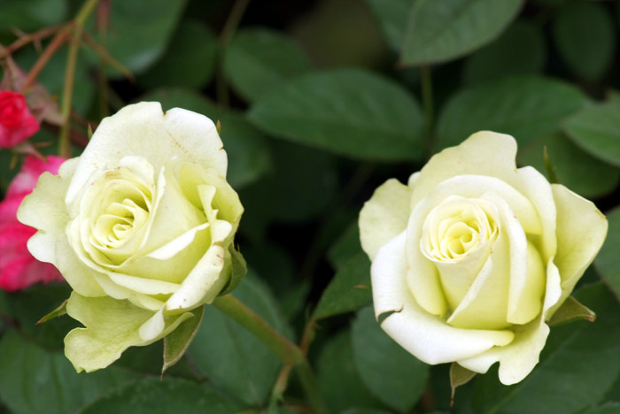 장미 - Rose, Rosa hybrida