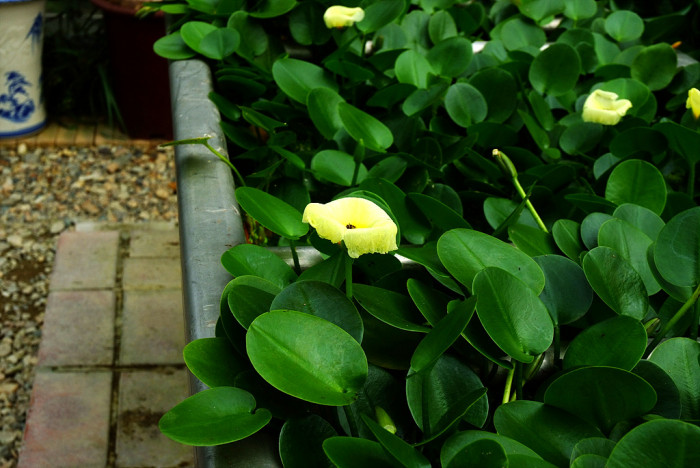 물양귀비 - Hydrocleys nymphoides